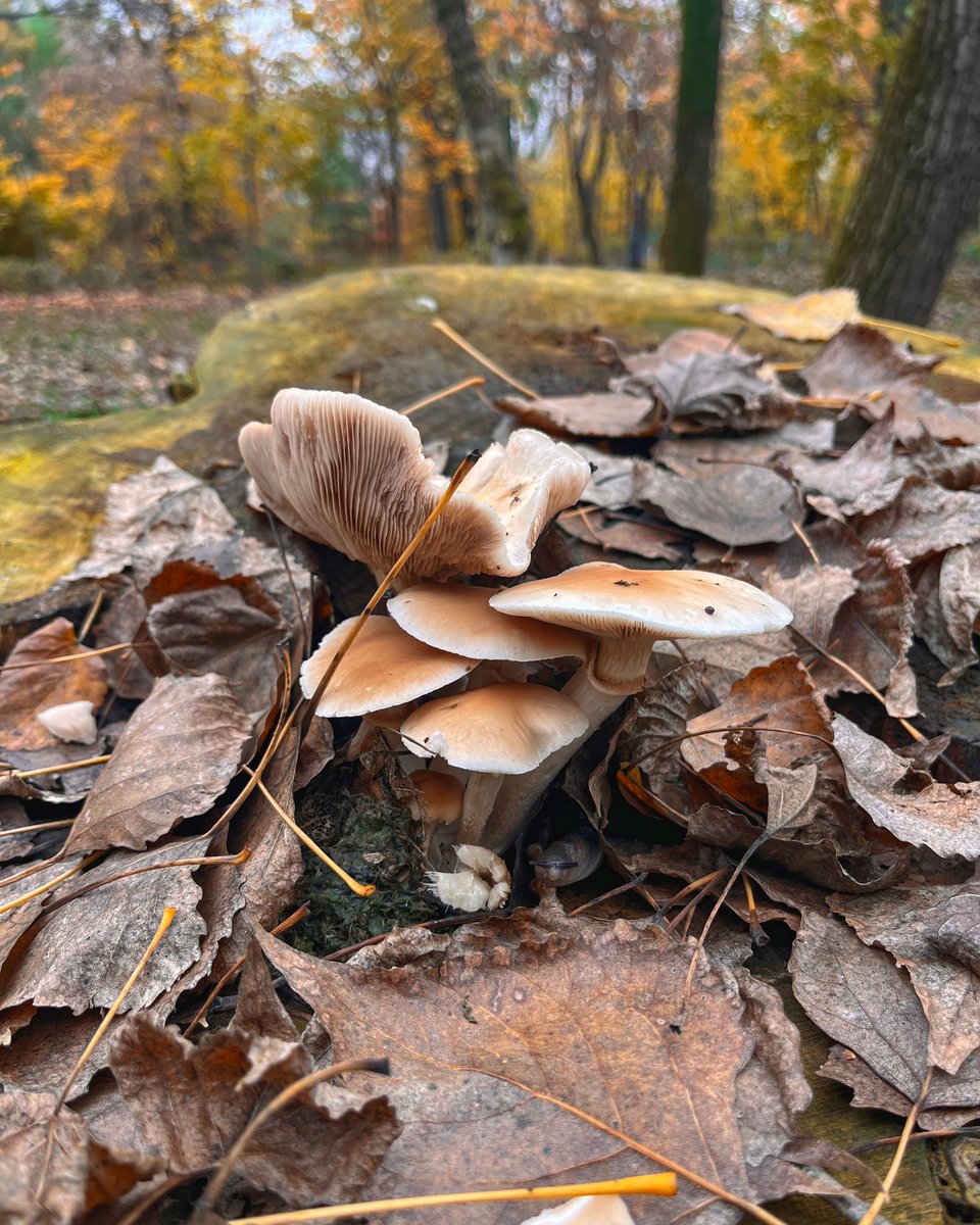 mono_grafic's tweet image. Yesterday&apos;s finds. I only picked the Pleurotus, because the field poplars were already claimed by slugs and it&apos;s their territory.