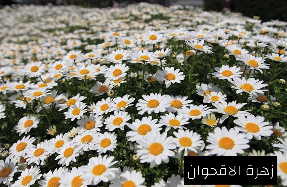 -
تتوفر بذور الاقحوان البري ( القحويان )
٥٠٠ بذرة ب ٨ ريال
الموقع الرياض
يوجد توصيل الي لكل المدن و المحافظات السعودية
للتواصل واتساب 0554842377
-