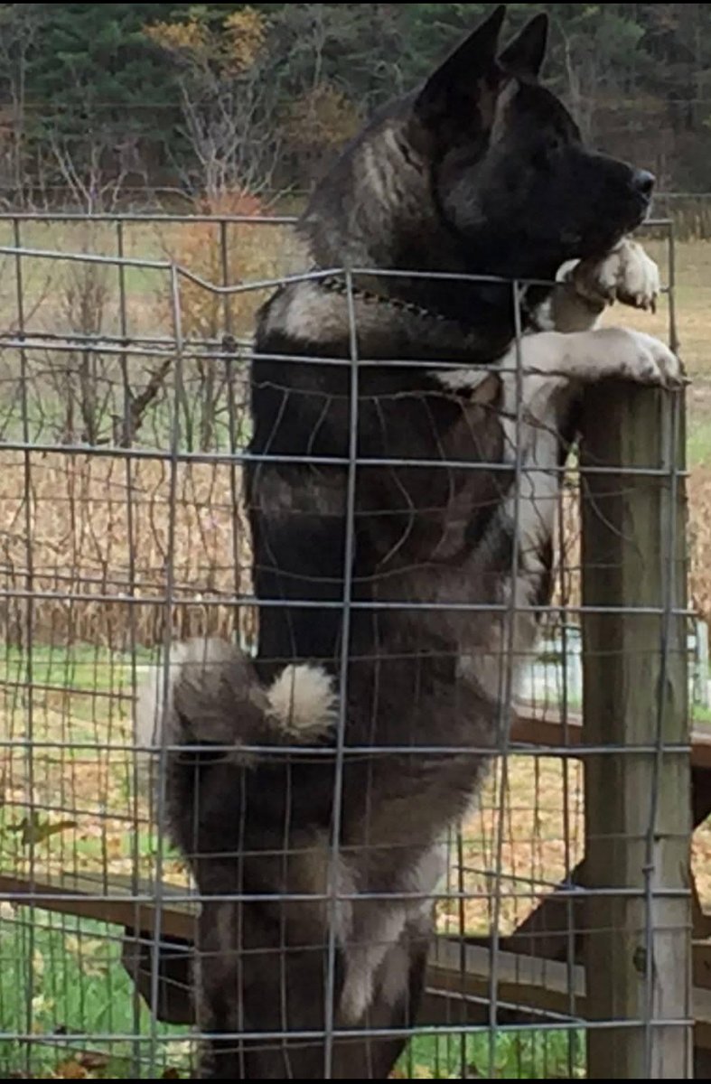 StevenArrendale's tweet photo. Nothing  moves on this farm without him knowing it. 
#Kuro 
 #Akita 
  #HouseWolf https://t.co/Qpneem2NCZ
