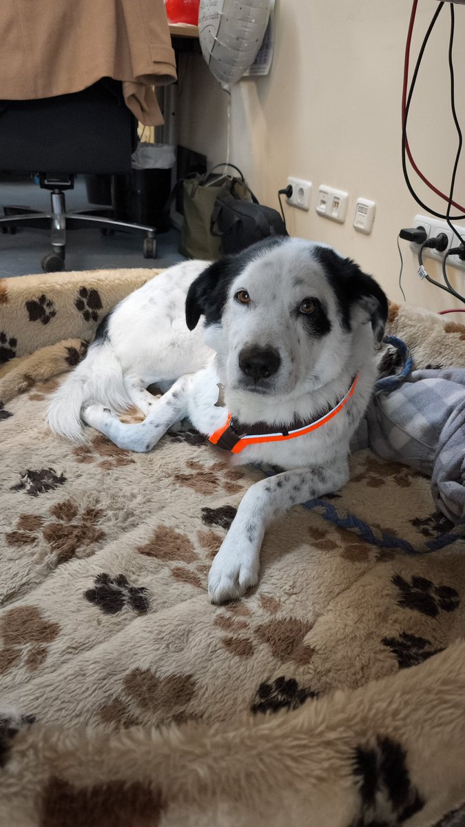 Achtung, Zuckerwarnung. 
Lupo heute vor 8 Jahren und letzten Dienstag.