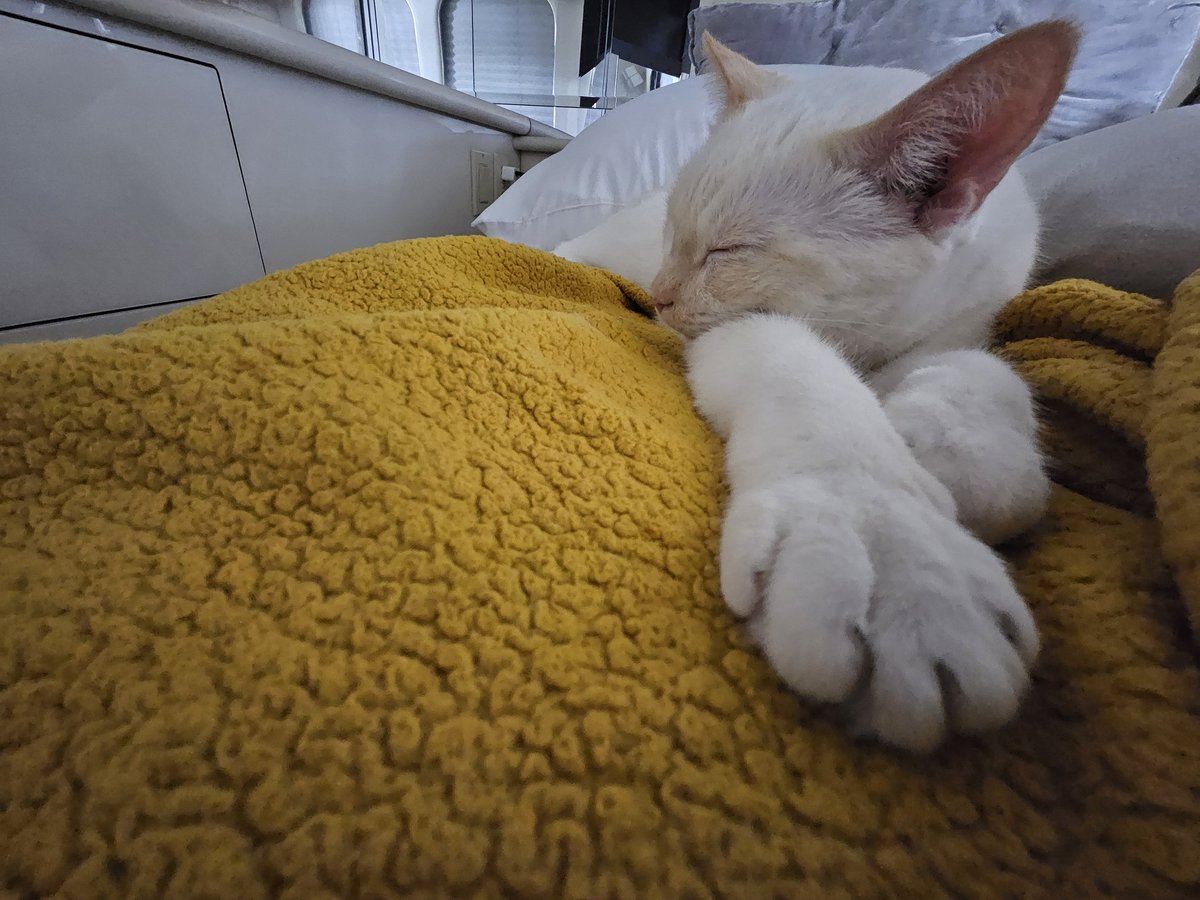 Gibvoice's tweet image. Not everyone can get up early for #Penguins hockey and maintain the vibe for #Steelers football...