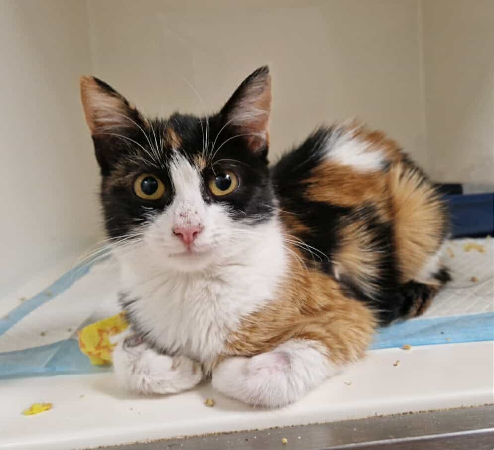 Elenka walczy o każdy oddech jak o ostatnią iskierkę życia. Jej organizm słabnie, a zbiórka utknęła, jakby nikt już nie słyszał jej szeptu o pomoc. Nie pozwólmy, by zgasła… 

Ona naprawdę nie ma już czasu.
ratujemyzwierzaki.pl/elenaa