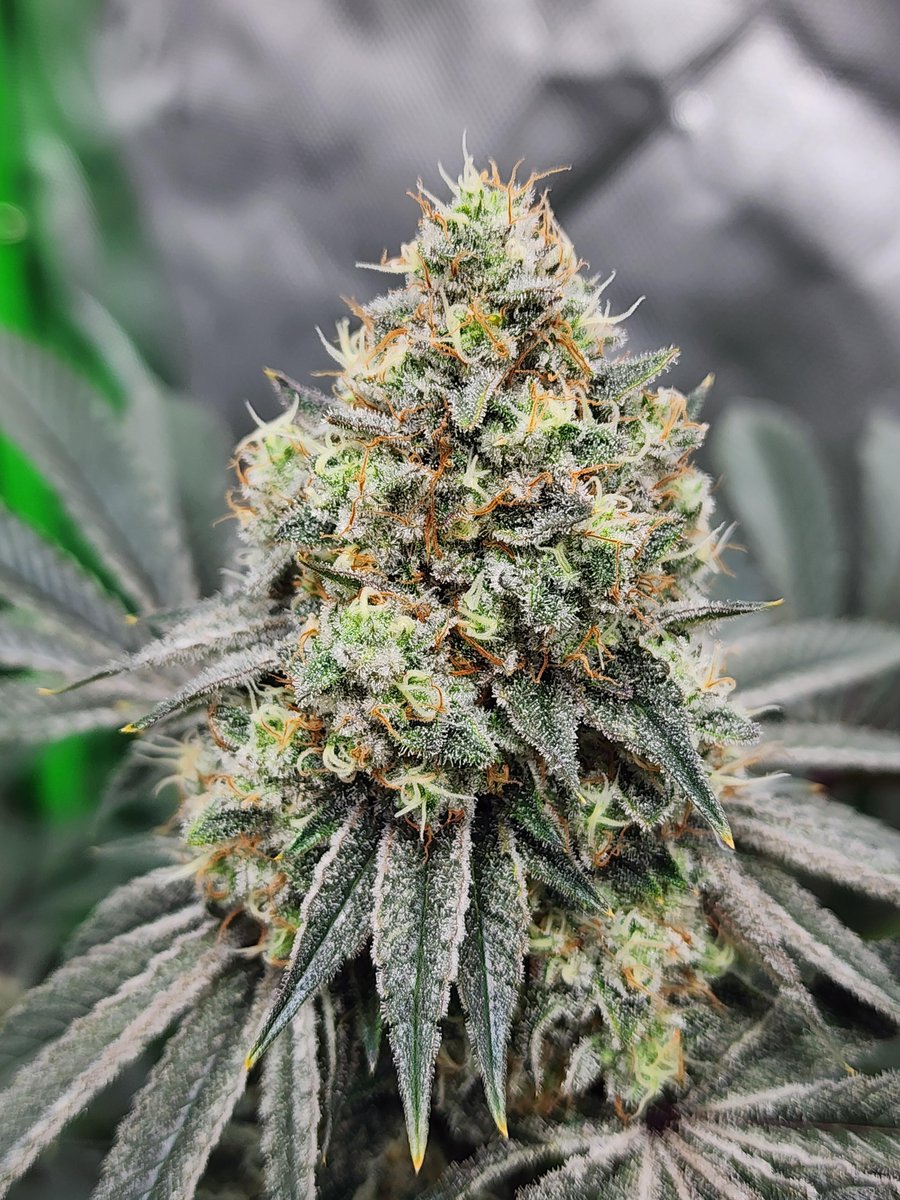 WriteWeed's tweet image. KruxXGramps #6 week 6 flower #WriteWeed #WeedLife #CannabisCommunity #PuffPUffPass