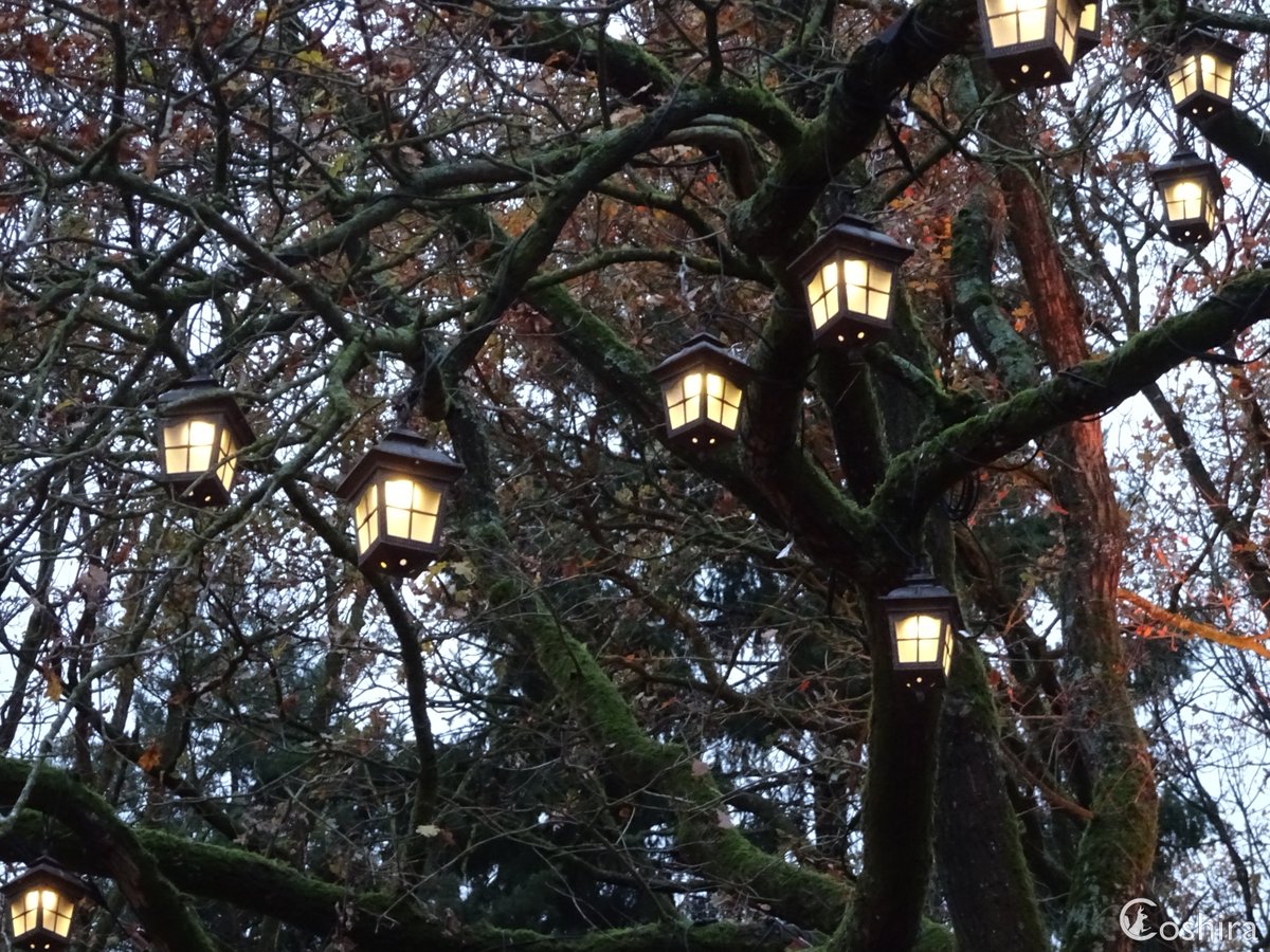 Coshira_'s tweet image. Toch extra lampjes, want ze hangen ook gewoon bij Pagode in de boom.

#Efteling #WinterEfteling #Pagode