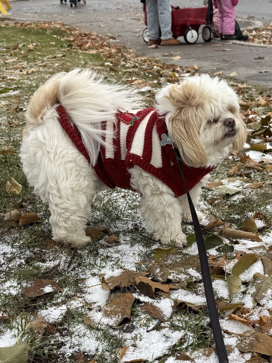 jtherapydog's tweet image. Little windy so a lot of hugs and cuddles at the Santa Claus Parade today.🎅🐶🥰
#DogLovers #NorthBay