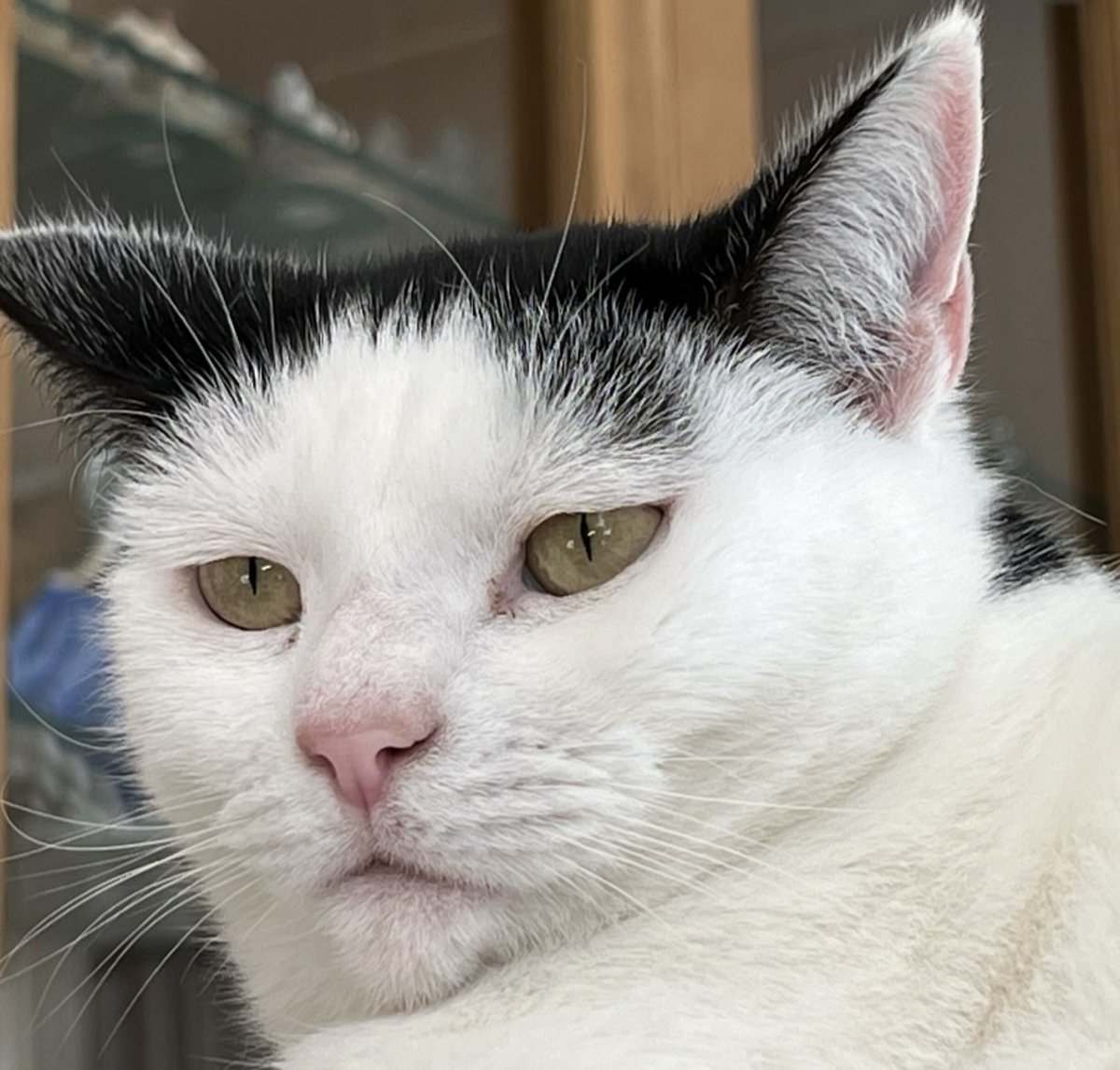Sir Scrumpalot First Knight of the Fur Table tweet media