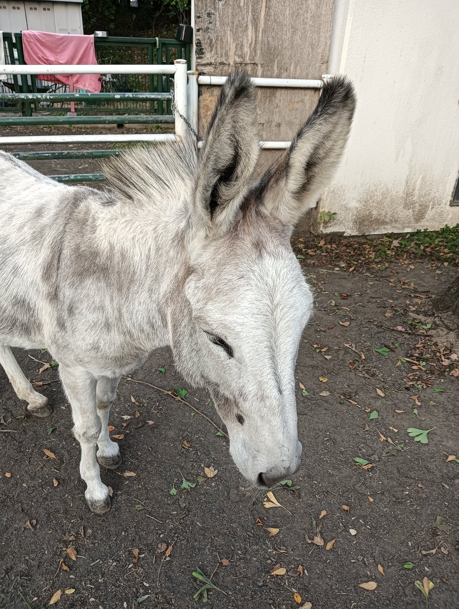 CAKUMI (@CAKUMI4) / Posts and Replies / X