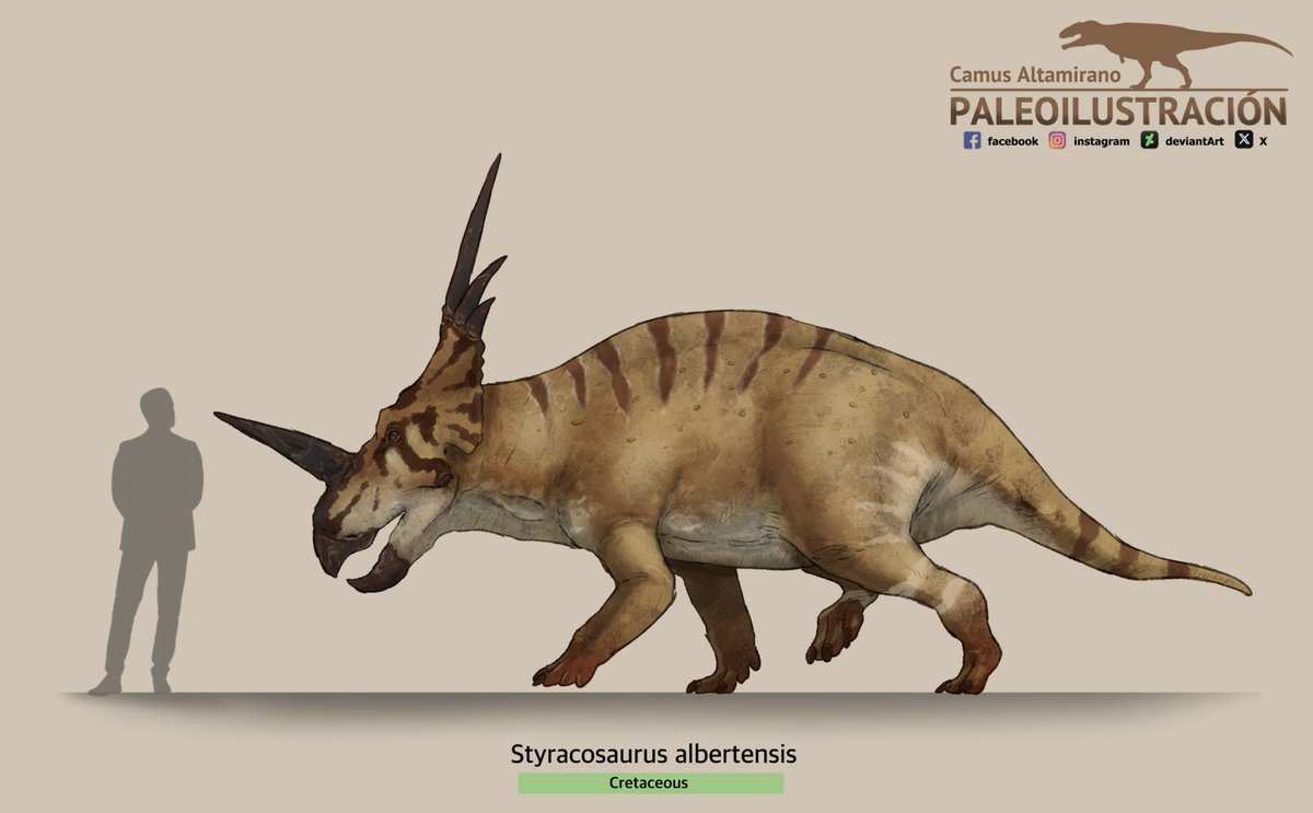 CamusAltamirano's tweet image. Lonely Traveler, 2025.

Here is a higher-resolution version of my entry for the paleoart competition at the Museo Paleontologico di Montevarchi, Italy where I received an honorable mention. It&apos;s a #Styracosaurusalbertensis, whose colors are inspired of Pituophis catenifer sayi.