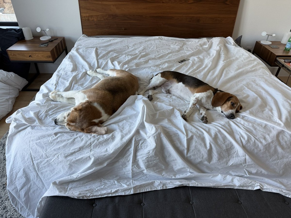 Miles the Beagle tweet media