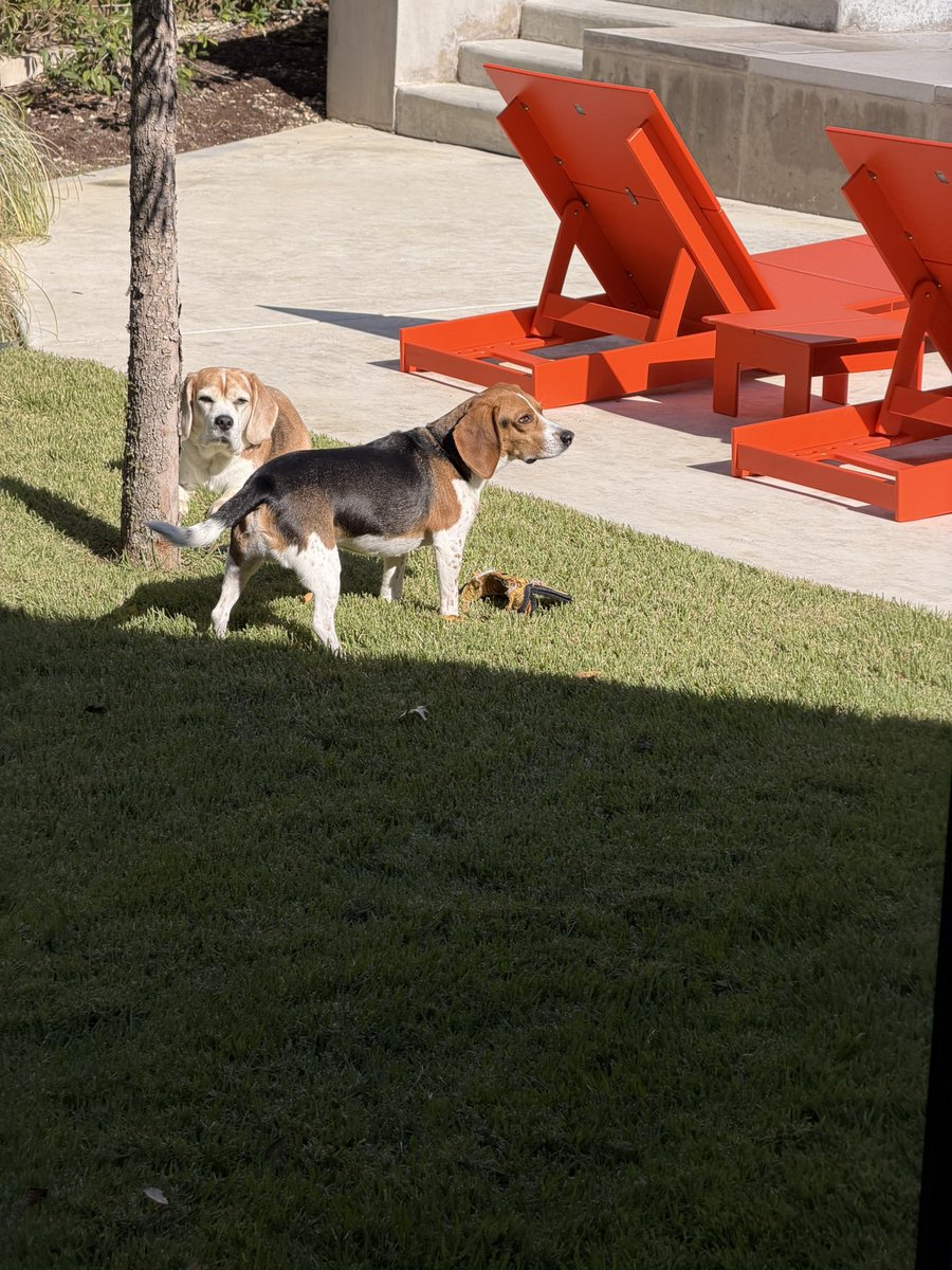 Miles the Beagle tweet media