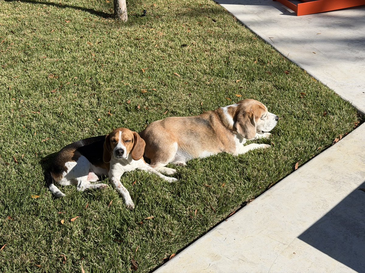 Miles the Beagle tweet media