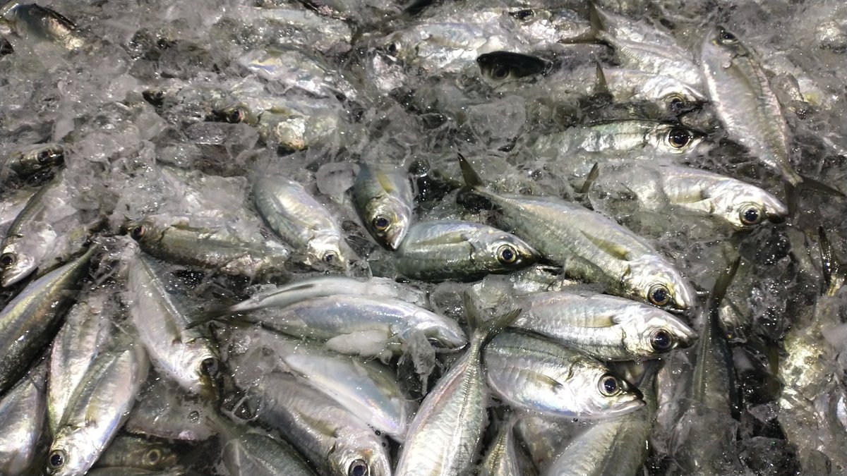 manazurugyokyo's tweet image. 今朝はメアジがいっぱい

マアジより安く取引されますが、今朝のは丸々太っててかなり美味そう😋