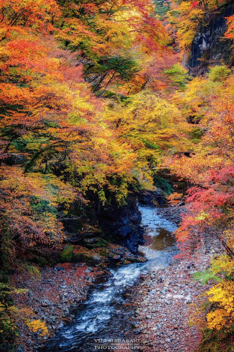 Yuji_48's tweet image. 奥秩父中津峡の紅葉の錦