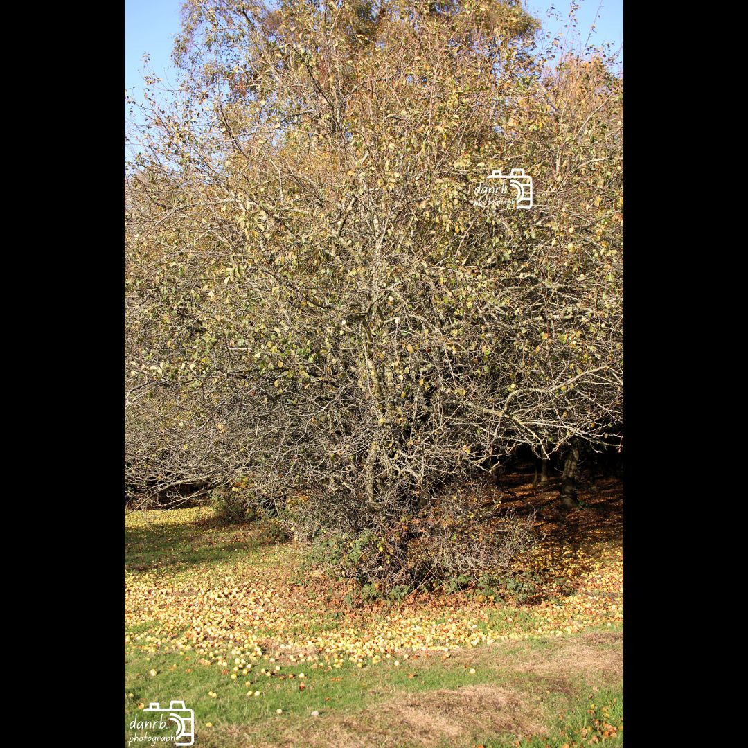 danrbphot0graph's tweet photo. Crab Apples in Autumn 2025!
#photo #photography #outdoors #apple #apples #crabapple #crabapples #autumn #autumn2025 #fall #fall2025 #leaves #autumnleaves #orangeleaves #tree #trees #autumntree #autumntrees https://t.co/zFwEn5apDn