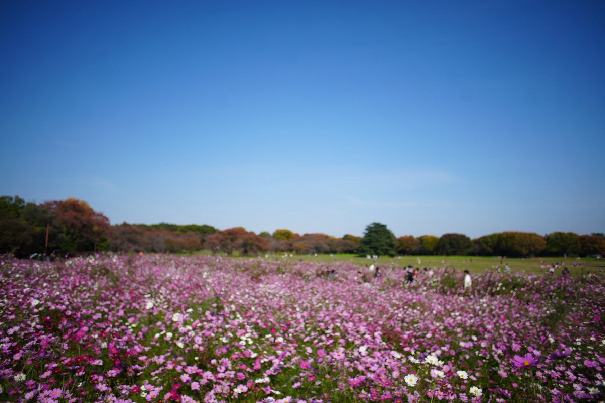 ギリギリ間に合ったコスモス畑 2025.11.8 昭和記念公園にて