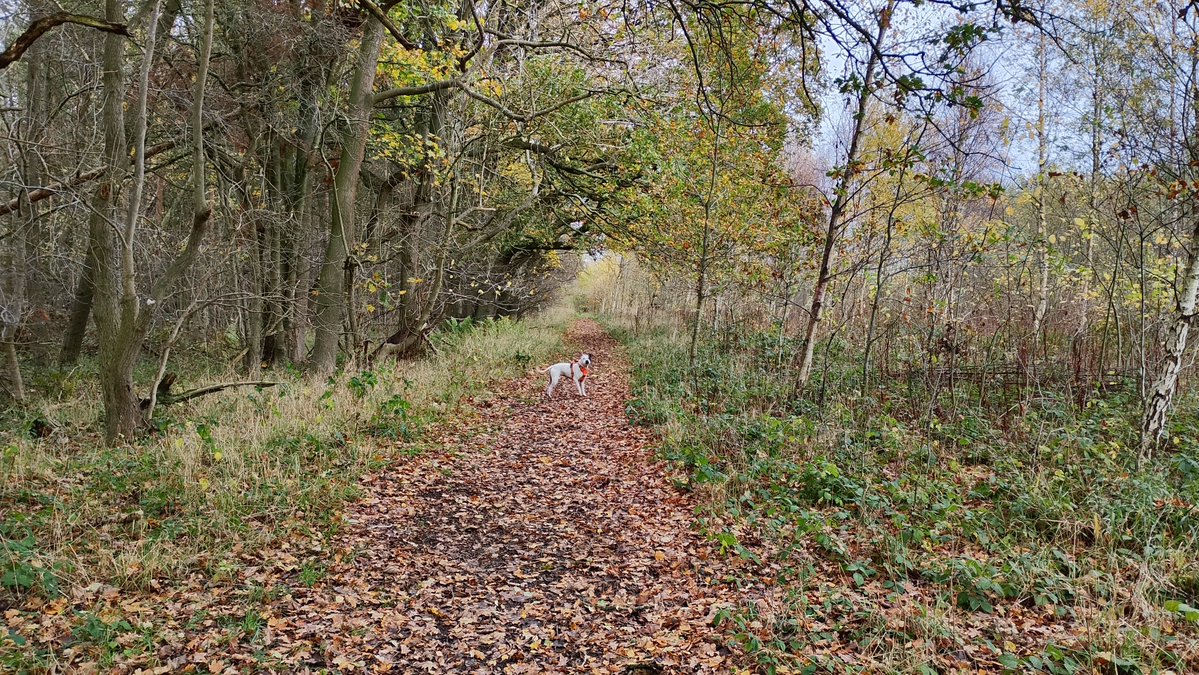 cortezvangerwen's tweet image. #treeclub and dogs and a cheeky coffee