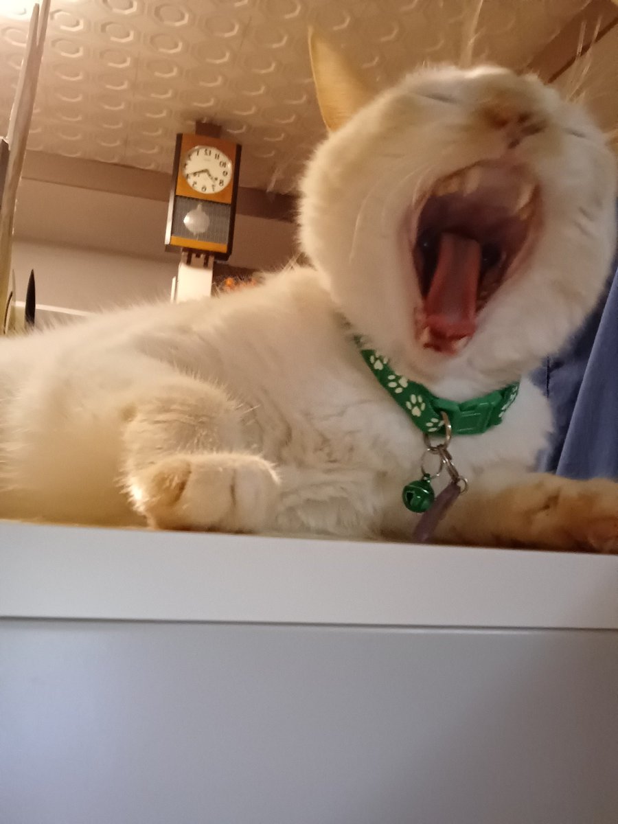 Hiroshi1970Cat's tweet image. ☀️🙋‍♀️❗おはよう🍜ラーメンひろし🌞週明け気を引き締め👊✨頑張ろう。今日もよろしく😃✌️

#ねこ宇宙 #看板ねこ #まねきねこ #笹かま猫 #ねこのいる整体サロン