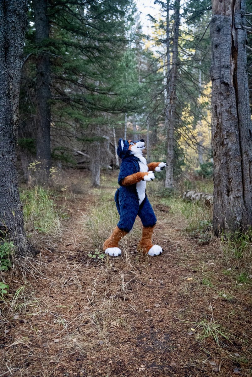 Amarok💙🐺 tweet media