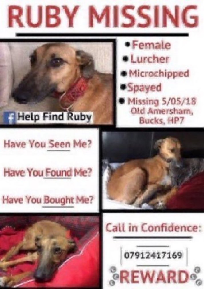LisaClareRead2's tweet image. Every Friday is #FindRubyFriday 
Missing  for over 7 years from the Old Amersham #Bucks #HP7 since May 2018  💔😢
Have you seen her?
Please RT for her on Fridays and help get her home 💕🐾
Thank you 🙏 #stolendoghour 
#dogs #Lurcher #missingdog #WeekendMood