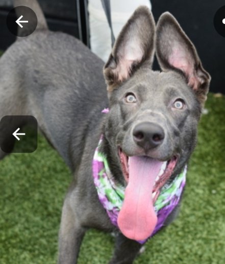 anja_brckner3's tweet image. This young #girl
is #allears for a #foster or #adopter to #offer her a #SafeHaven 🙏🏻

You can meet her at #NYCACC #Queens 💜

#Haven_is_here ⬇️

nycacc.app/#/browse/231528