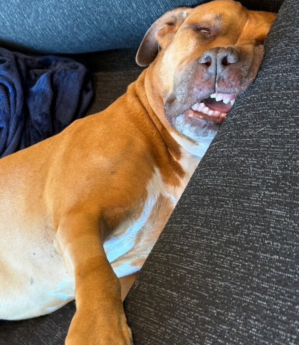 Yoshinobu Yamamoto just adopted a dog named Carlos 🤣🥹

“He’s gentle and loves a slow life. He loves naps, walks, and eating good food. I’m really happy mi Carlitos is with me now” - Yamamoto

Welcome to the Dodgers family, Carlos 💙