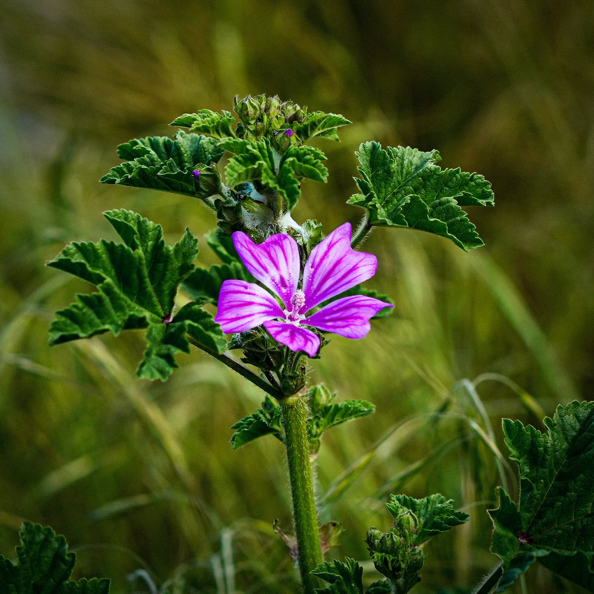 ⒶSheep↙️↙️↙️ tweet media