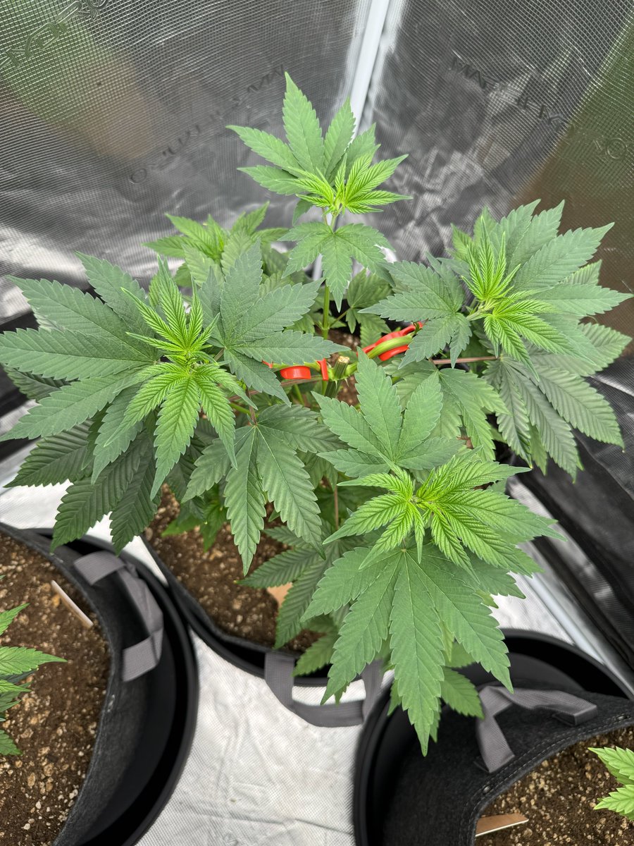 Different plants have different needs, even when it comes to training. The plant on the left was topped (main stem was cut to multiply tops) in a spot that gave me 4 tops right away, so I spread them out evenly using <a href="/theBudTrainer/">BudTrainer</a> clips. The plant on the right, however, did not