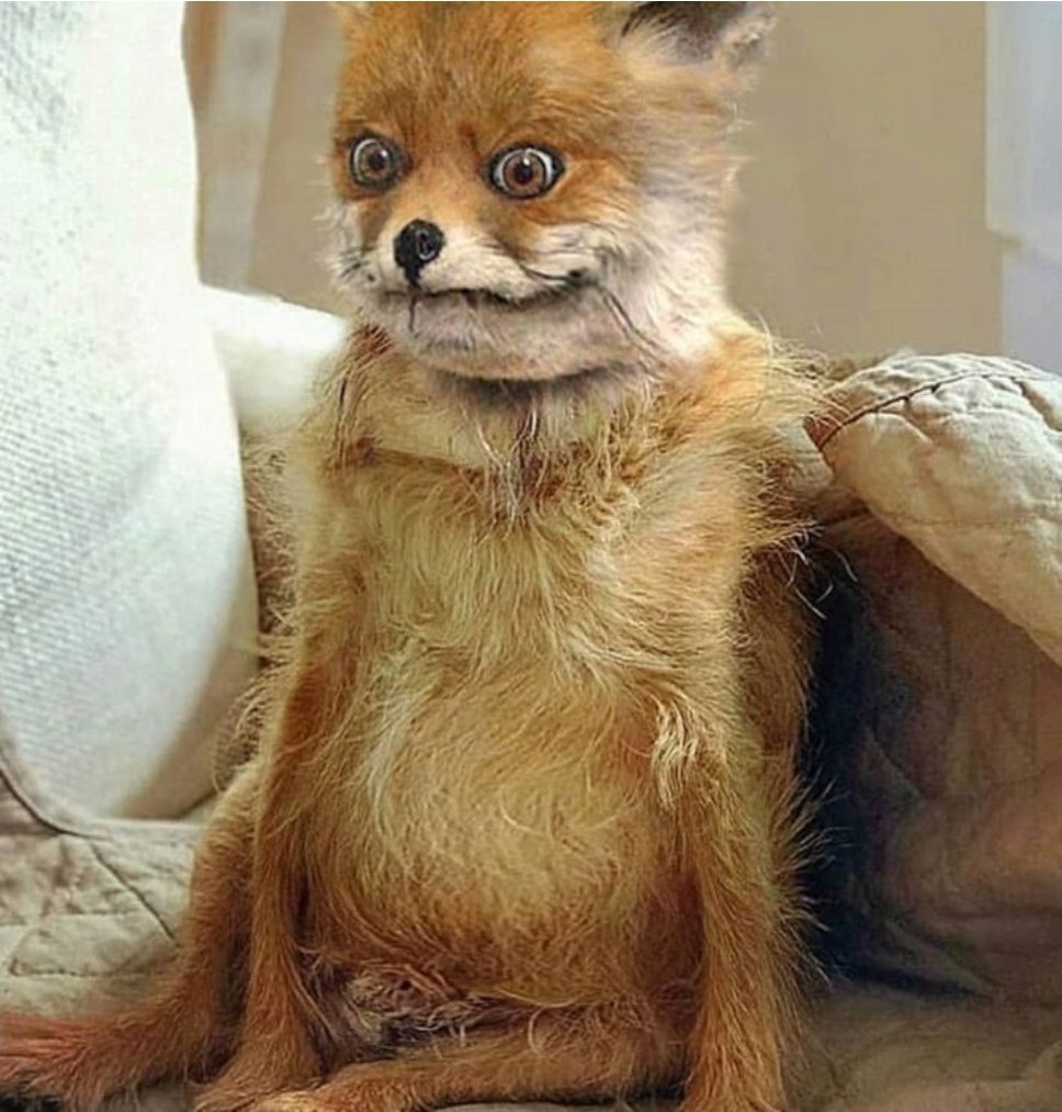 Descubrí tambien que mi animal espiritual es el zorro. Este zorro:
