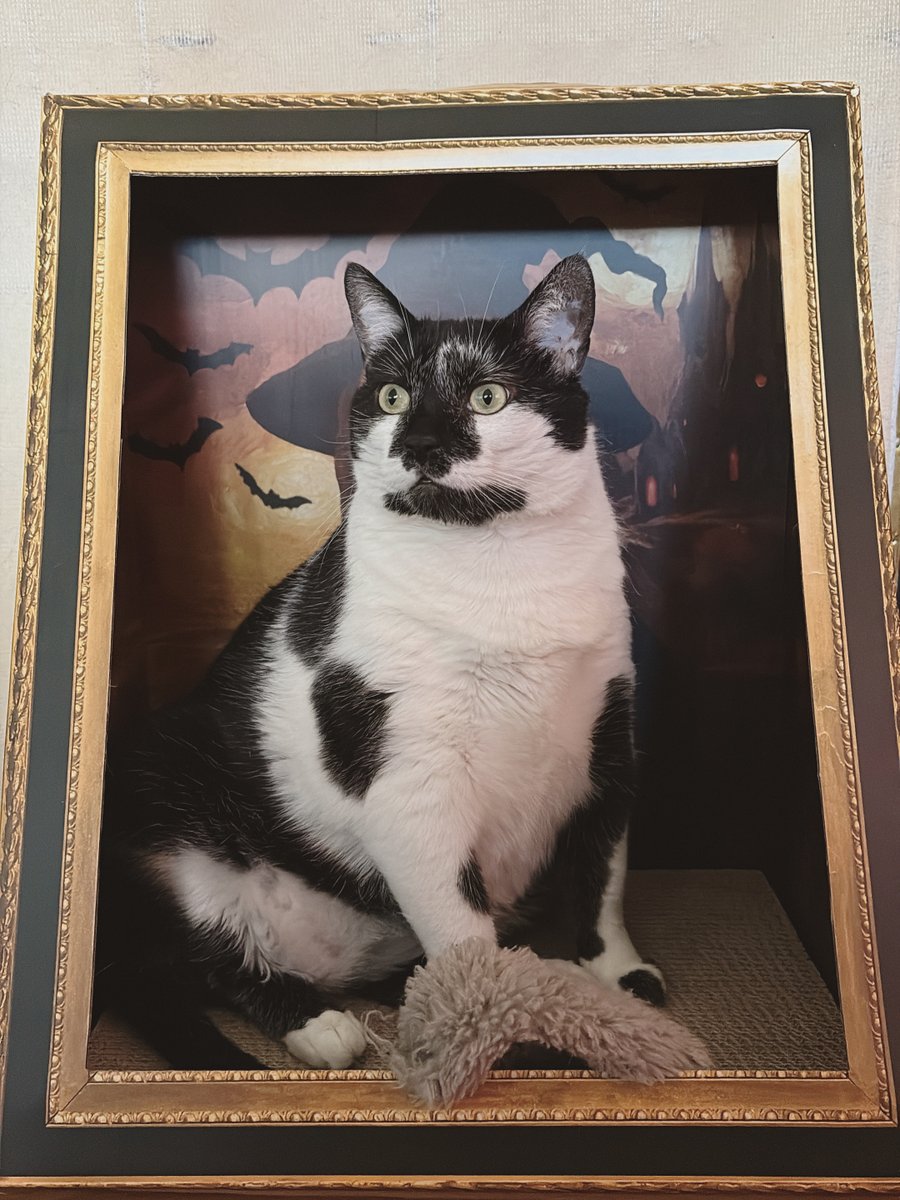 She’s practically purrfect in every way.