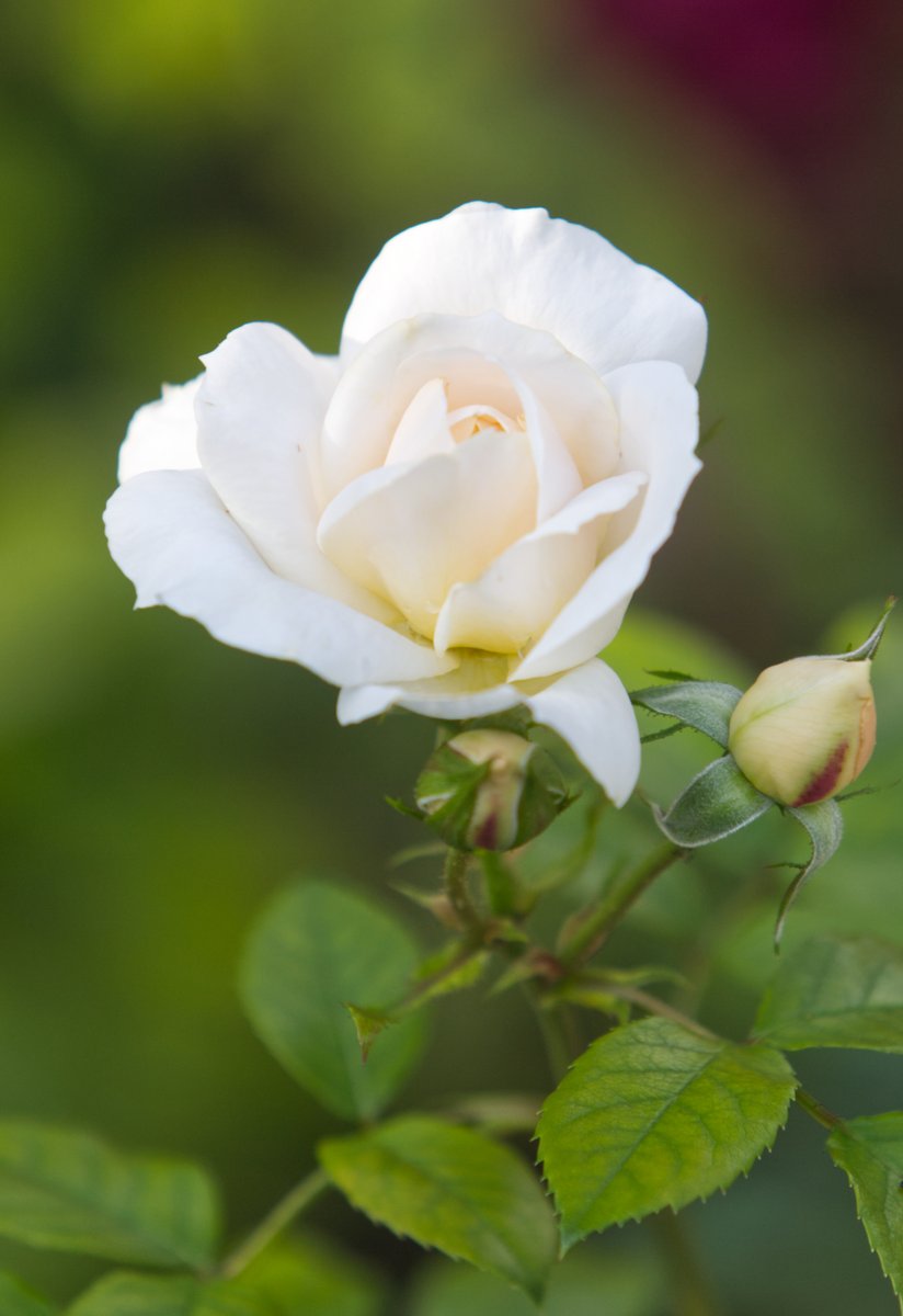 Run_fly_Smile's tweet image. Meditation disciplines the mind, sharpens concentration and improves memory. It also energises body and mind 😊

Dada J. P. Vaswani

#Meditation #Disciplin #Concentration #Memory #Body #Mind #Rose #Vaswani