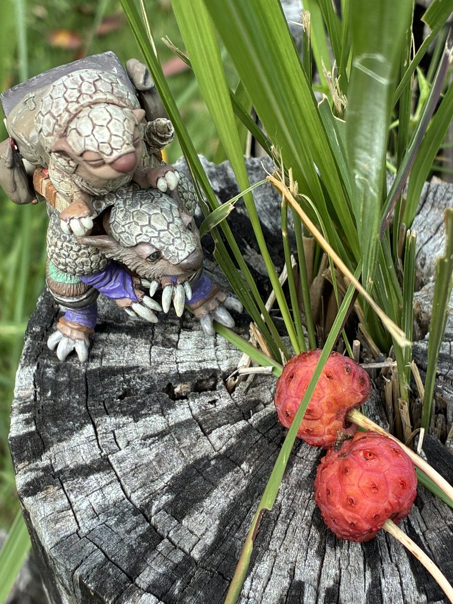 mesonosuke's tweet image. おはようございます
遅くなってしまいました。