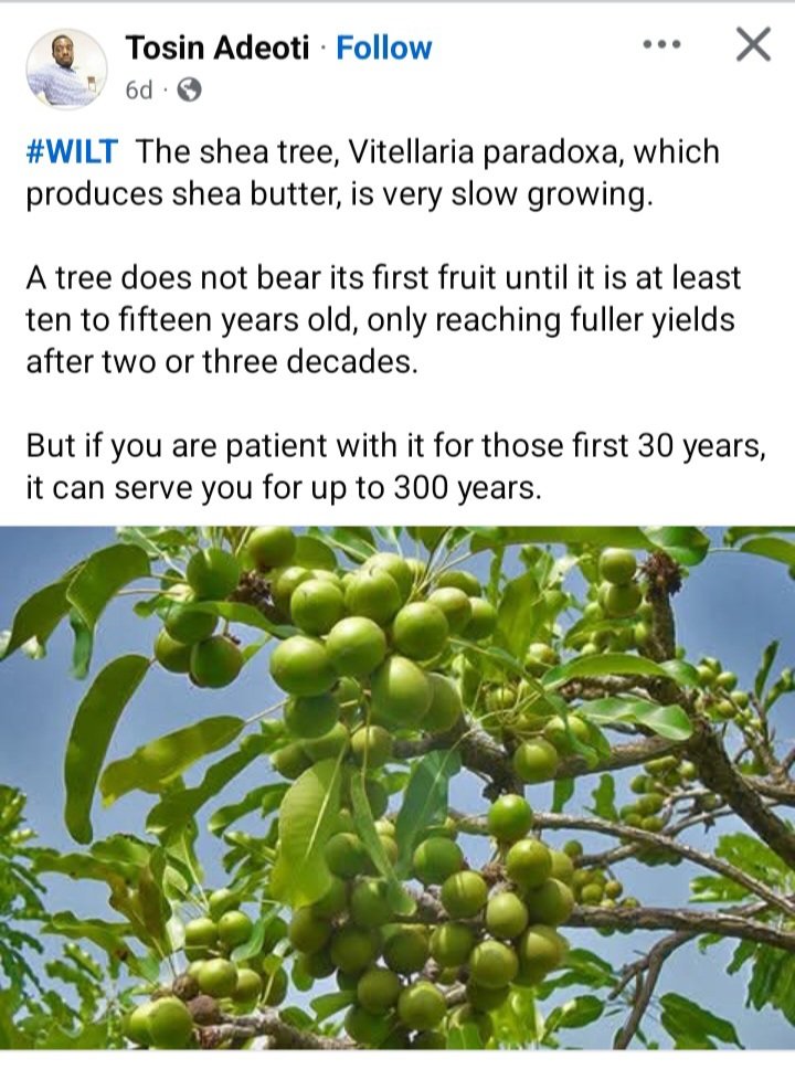 Drekvio's tweet image. It is now very easy to move from the first screenshot below to a shiny glowy skin this period because there are  varieties of products to choose from 

One of the very many, easily available, relatively affordable....is #sheabutter