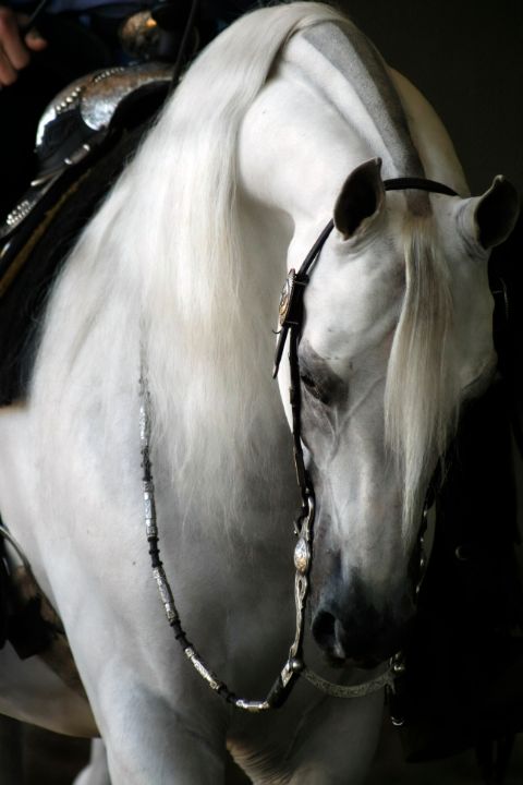 fancycarrie3's tweet photo. Art of the Day! "White Arabian stallion showing". Buy at: https://t.co/WXO8viNd6N https://t.co/av95Q4M7RL
