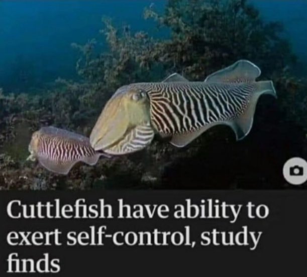 Shibetoshi Nakamoto tweet media