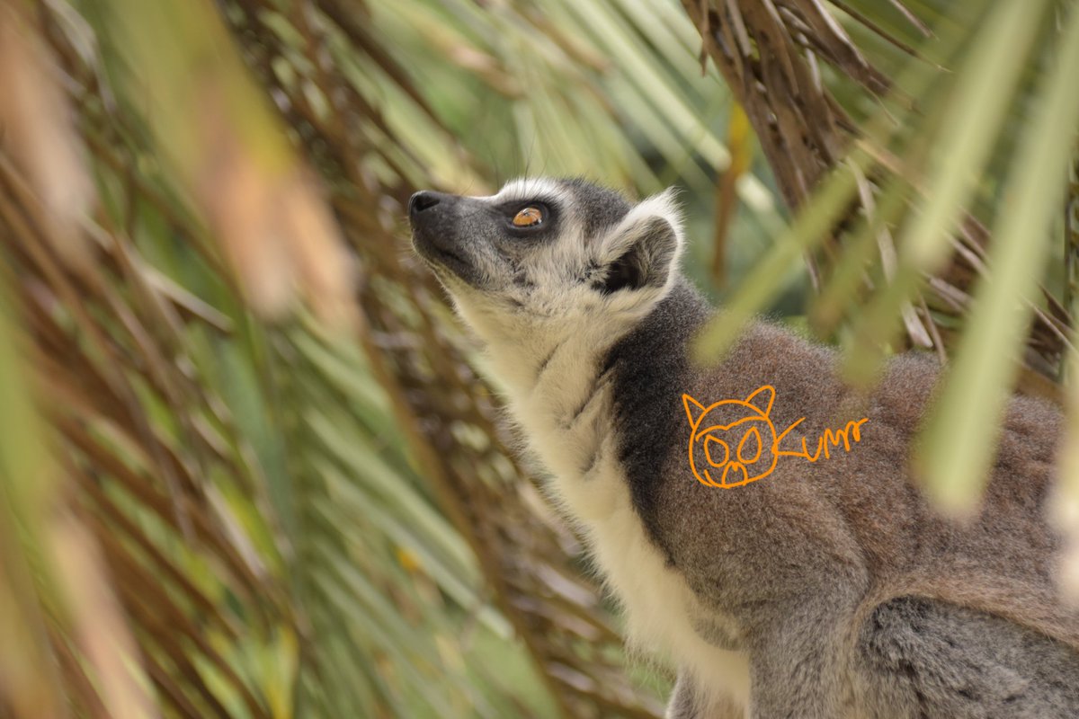 おくま (@okuma096) / Posts / X