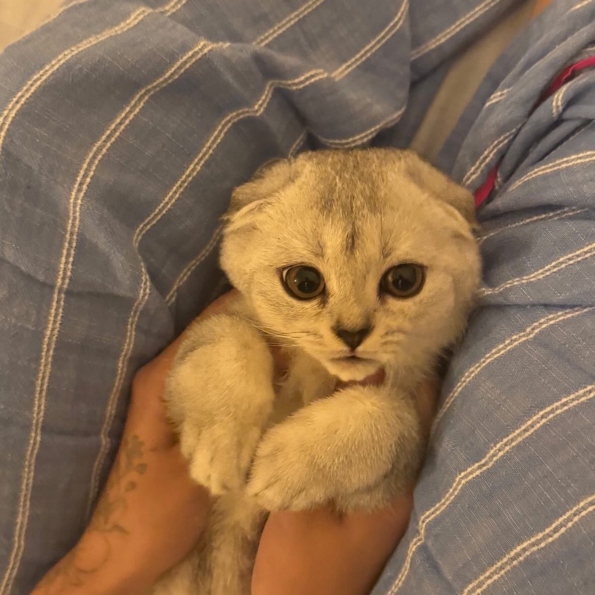 katzmanzanita's tweet image. sorry but spoon is soooo muggy..