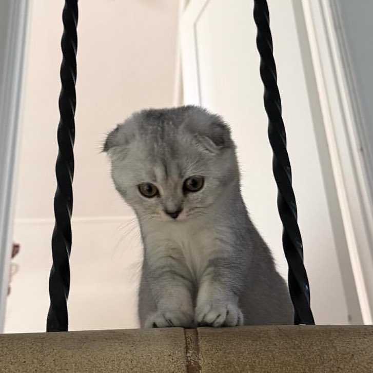 katzmanzanita's tweet image. sorry but spoon is soooo muggy..