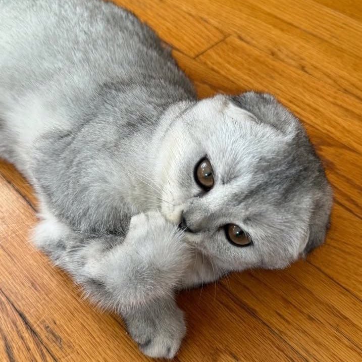 katzmanzanita's tweet image. sorry but spoon is soooo muggy..