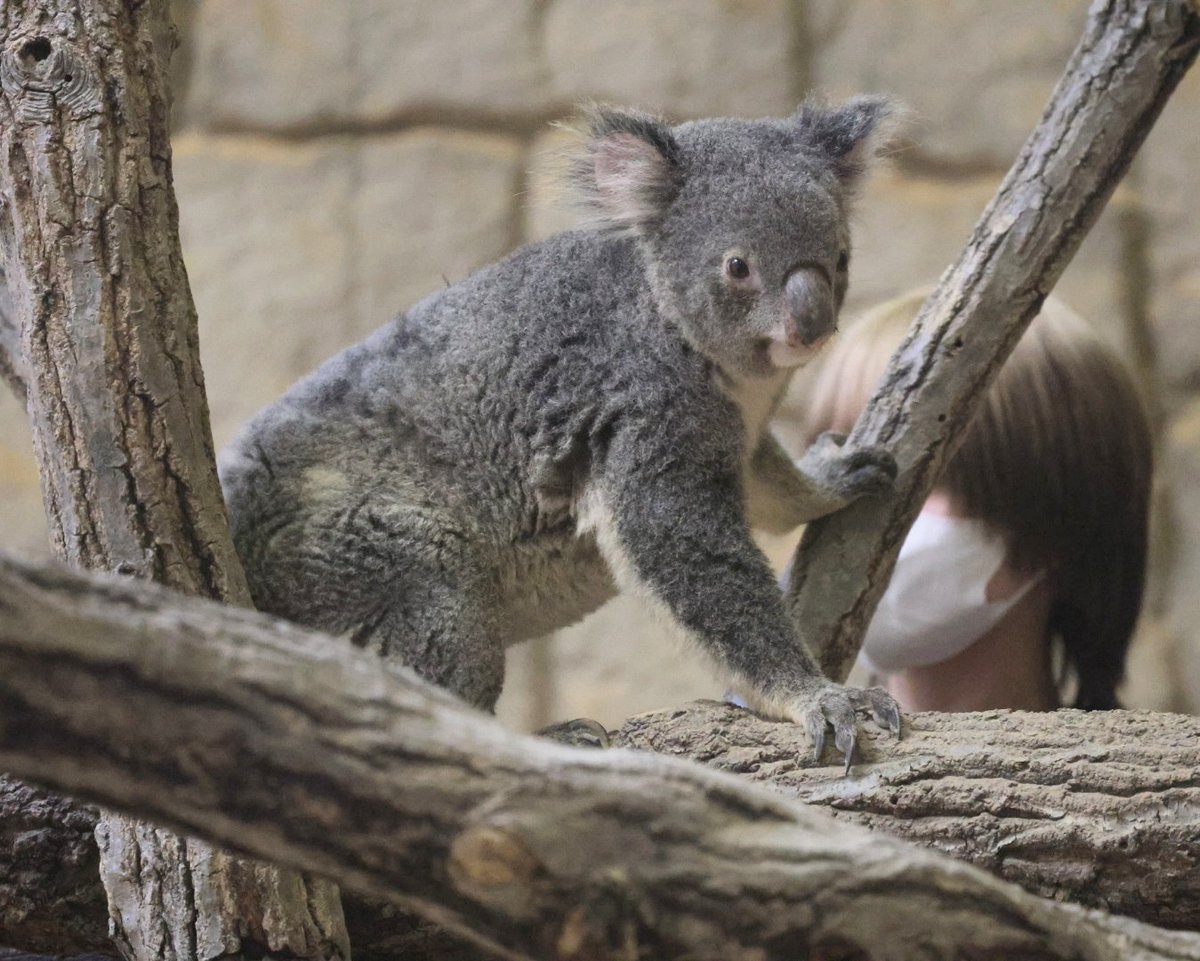 コアラ こんにちワー！ ワトル🐨 ＃東山動植物園 ＃コアラ