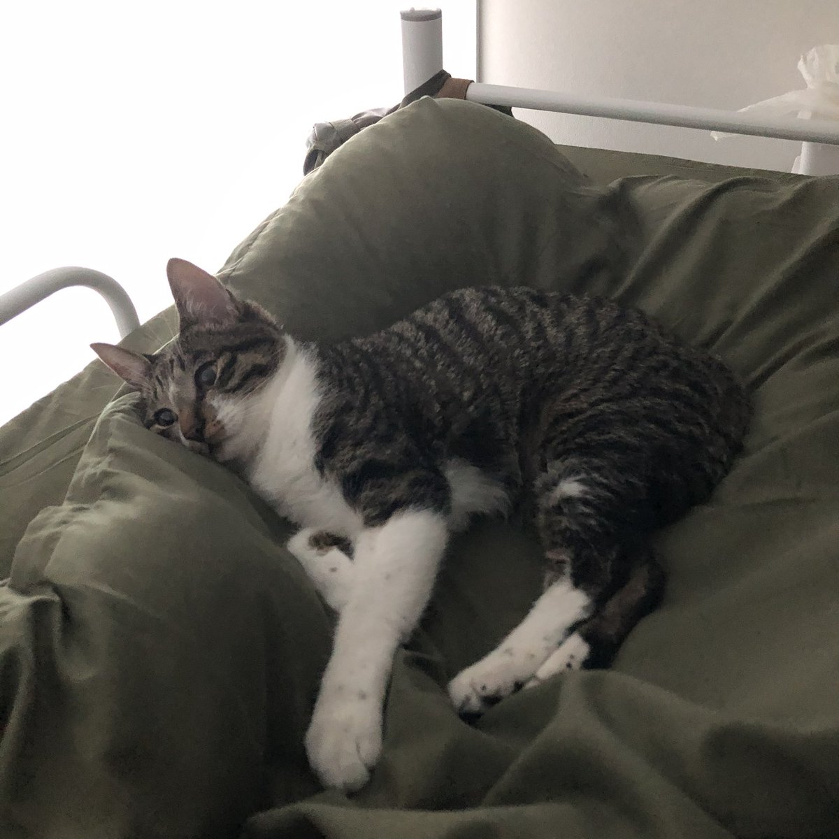 これが大体5ヶ月くらいで起こる成長
ホント、子猫時代はあっという間なのよ……