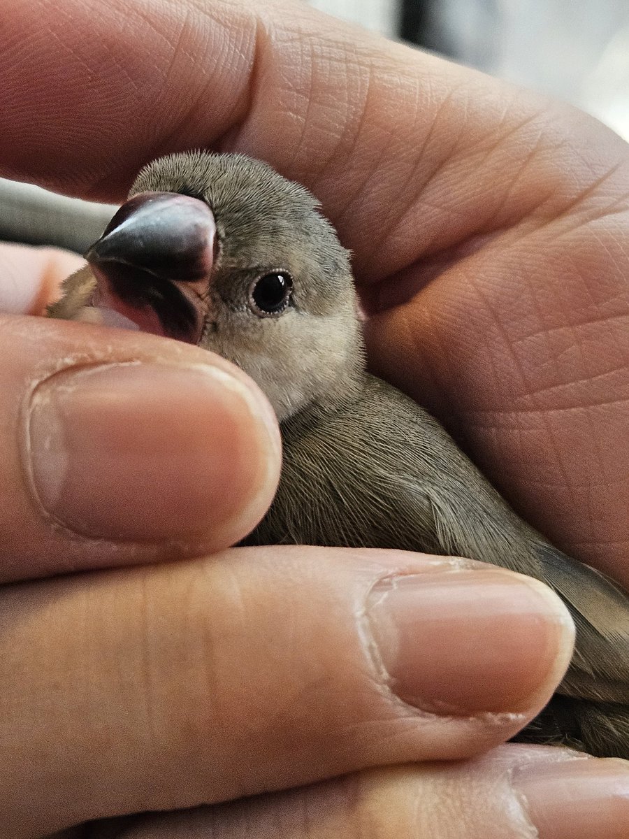 ニギニギしろ！！！
って眼球突いてくるのおもろい。過激派や