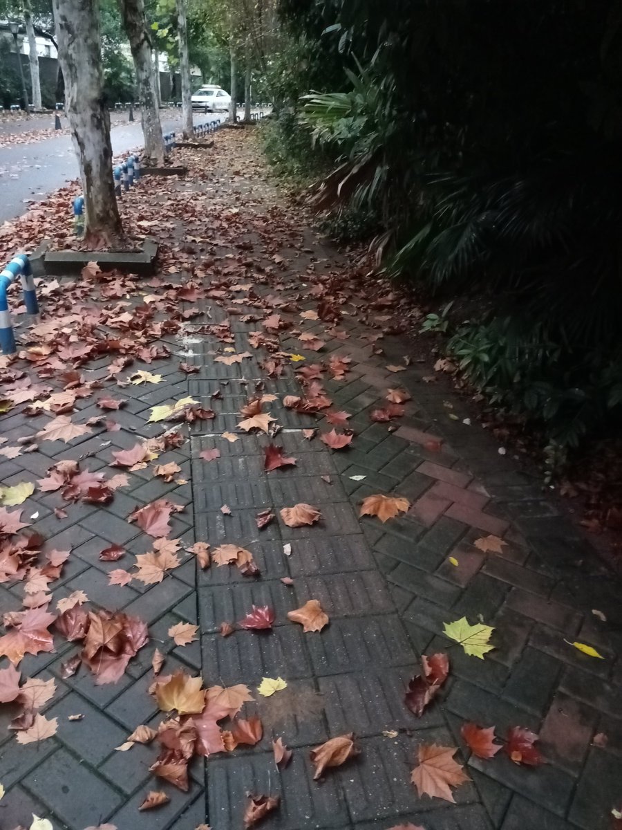 AllahBitcoin's tweet image. Gmind @openmind_agi

Letting go of the old makes growth possible. 

True for the plane tree in autumn, and true for the minds—both human and artificial—that we are building at OpenMind.

 Here&apos;s to the beauty of learning. #MachineLearning #OpenMind #Autumn