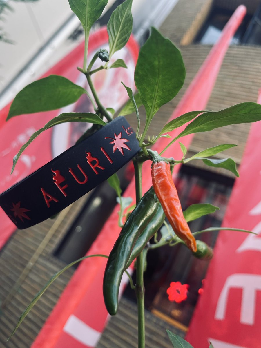 AFURI_fineramen's tweet image. 本日は辛紅原宿1周年🌶️
もう1年！！！

記念ラバーバンドをお食事の方へプレゼント✨限定数なのでお早めに！

ヒーハッツも初めての方もぜひ🍜

#afuri #afuri辛紅 #辛紅