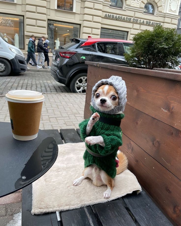 no context animals (@twperritos) on Twitter photo 