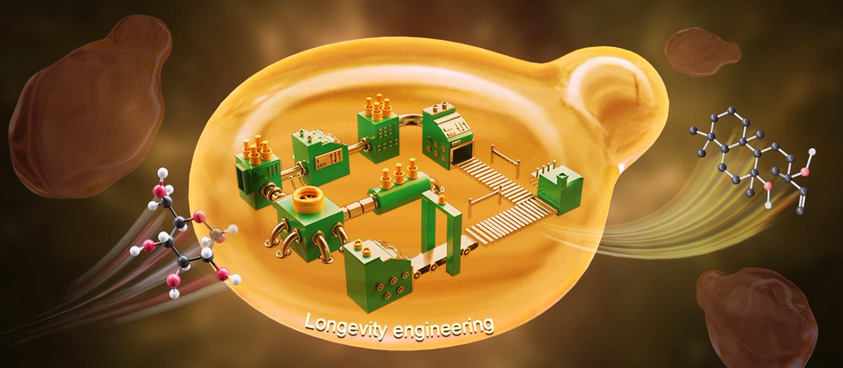 #DICPResearchNews
Prof. ZHOU Yongjin's team engineered yeast cellular resistance and longevity to boost chemical production, revealing a clear link between chronological lifespan and biosynthesis capacity. <a href="/PNASNews/">PNASNews</a> 
Read more: doi.org/10.1073/pnas.2…