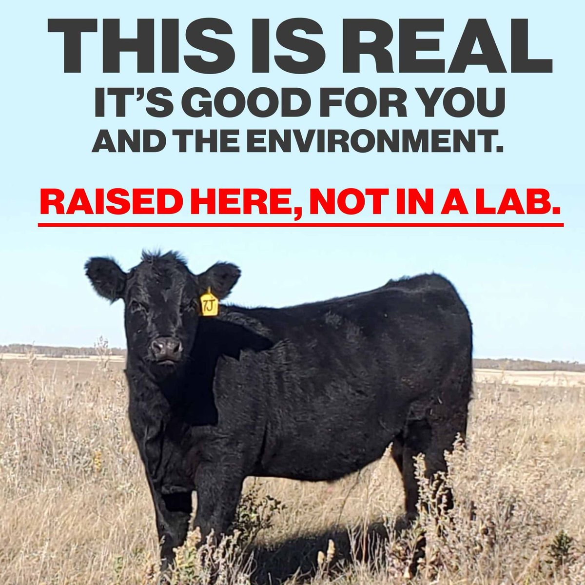 StevenBonkMP's tweet image. This is my cow. I raised it here, not in a lab. The late, great Bob Sopuck said it best:

“If you care about the environment, eat Canadian beef.”

He&apos;s right. This Black Angus promotes wildlife habitat protection, landscape conservation, and animal welfare.

Eat Canadian beef.