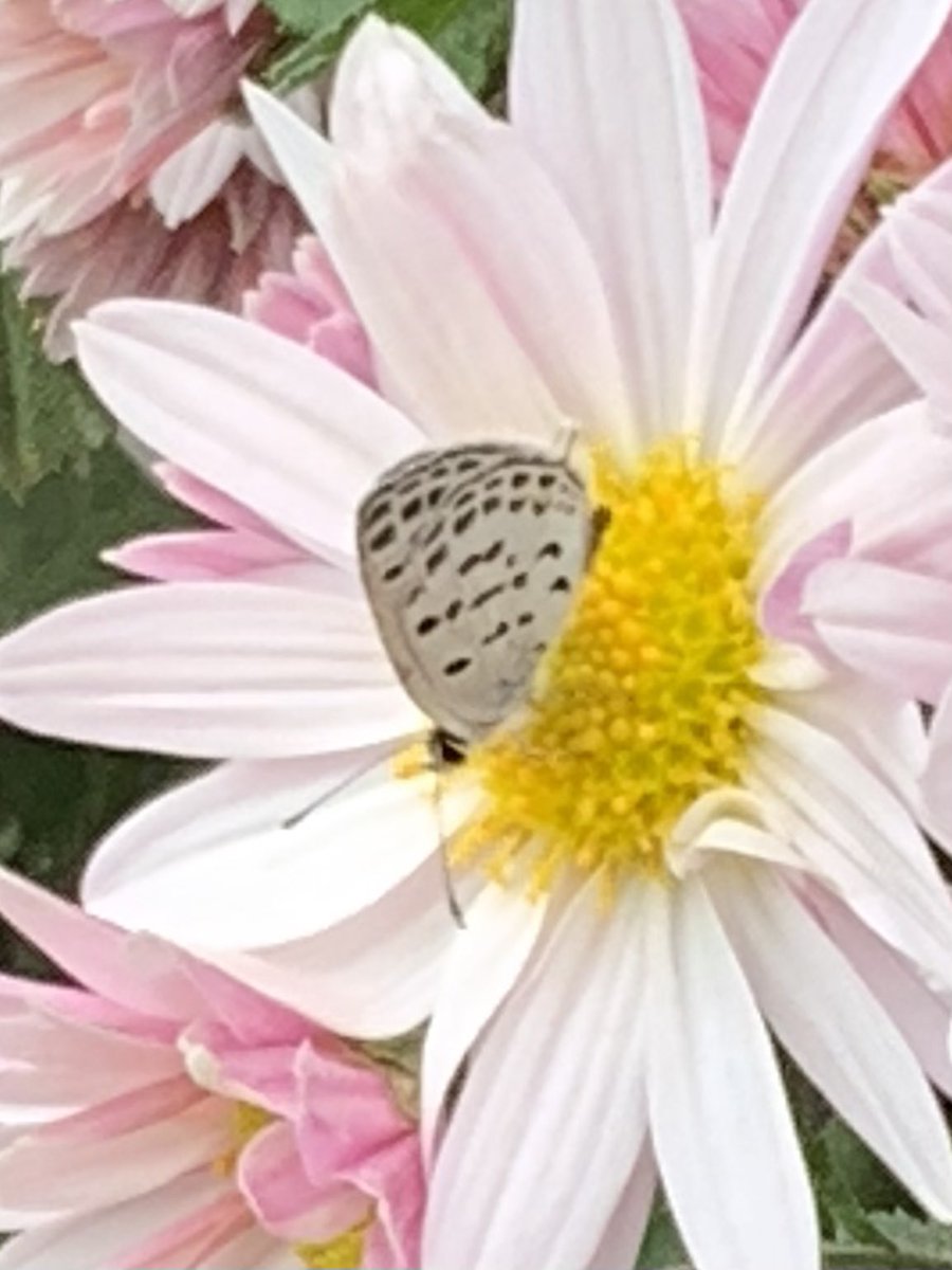 花と蝶 花と蝶 (213)Flowers and Butterflies (213)|草間彌生Yayoi Kusama