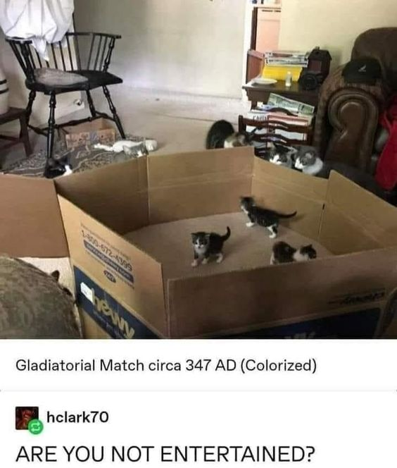 WholesomeMemes (@wholesomememe) on Twitter photo 