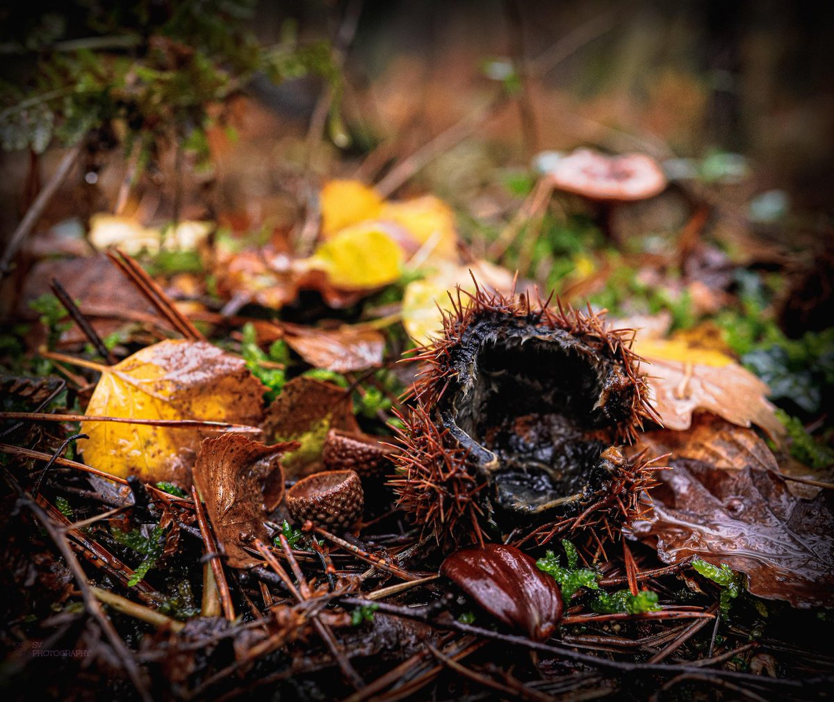 Autumn 🍂 🍄‍🟫🍂