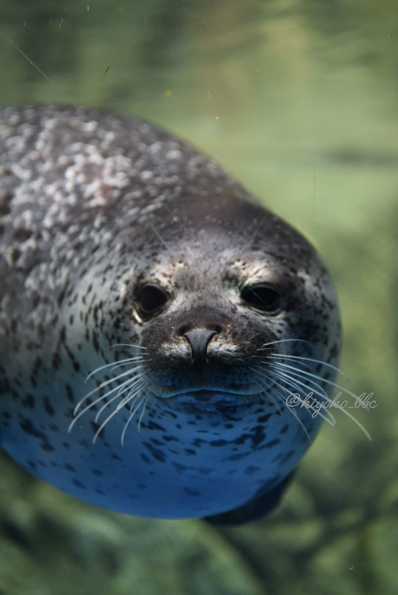 PS エコエコアザラク エコエコアザラク